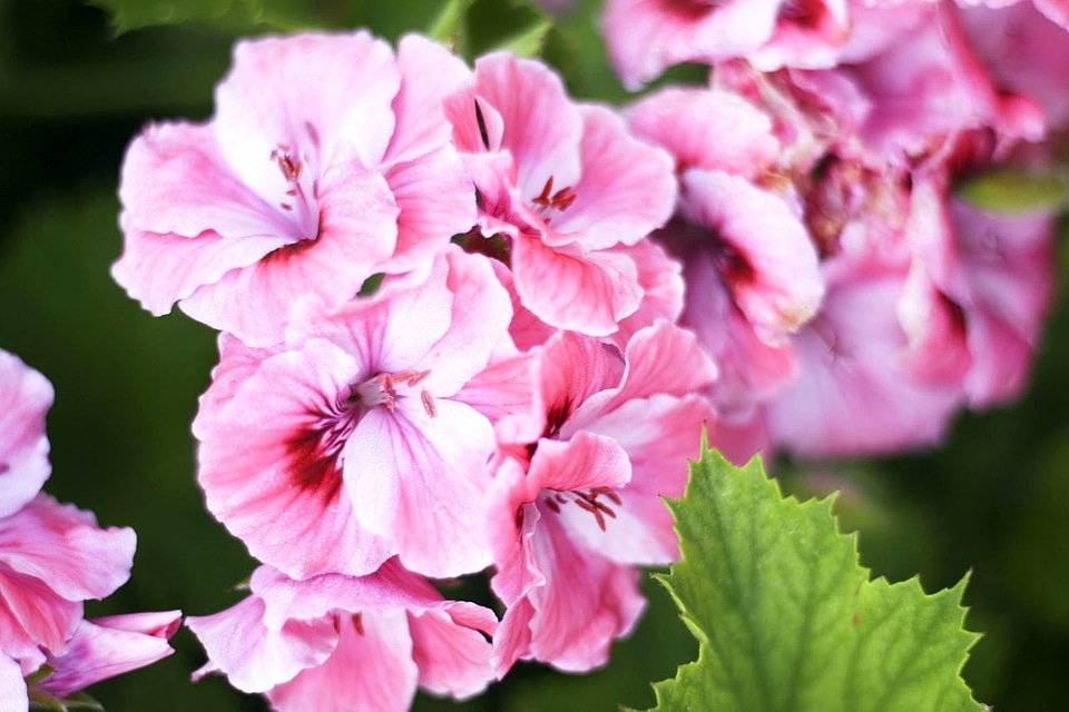 Flowers pink 