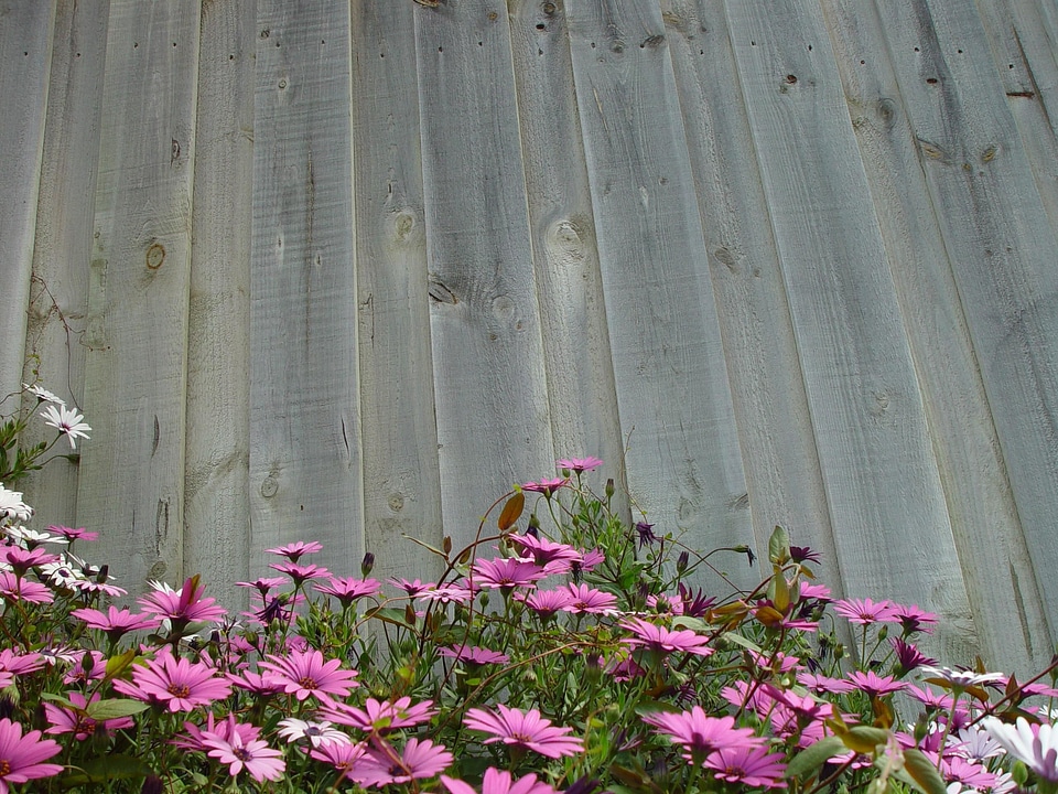 Bloom close flowers