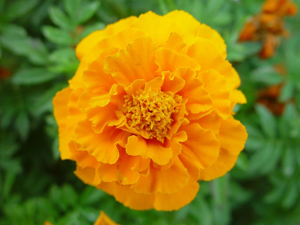 Bloom calendula orange