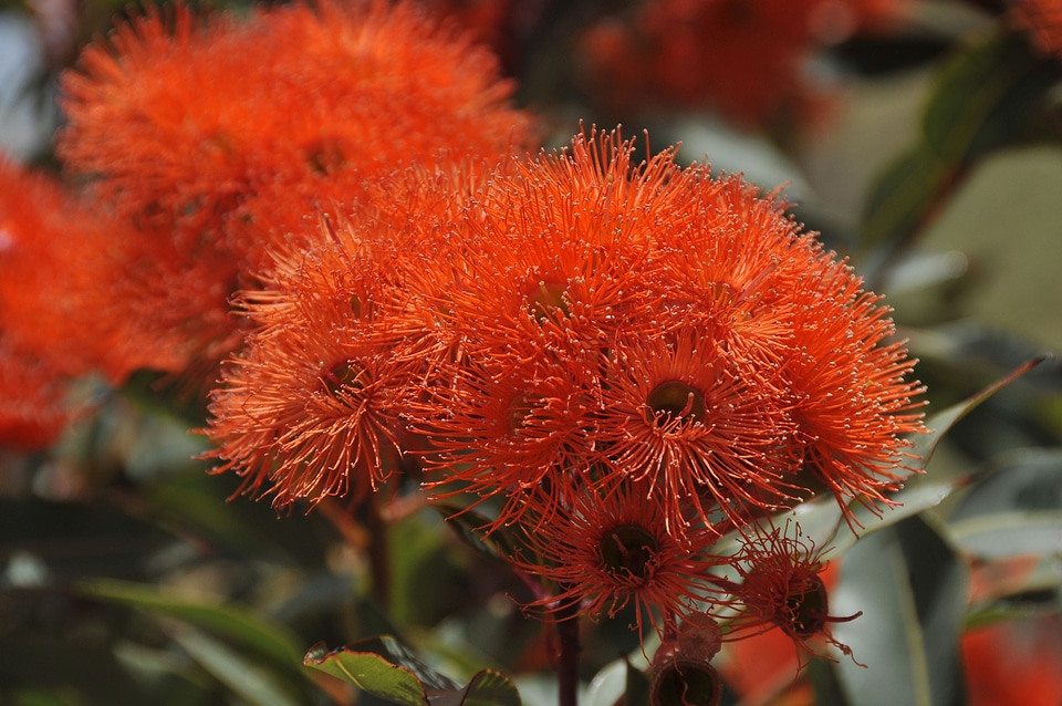 Bloom orange 