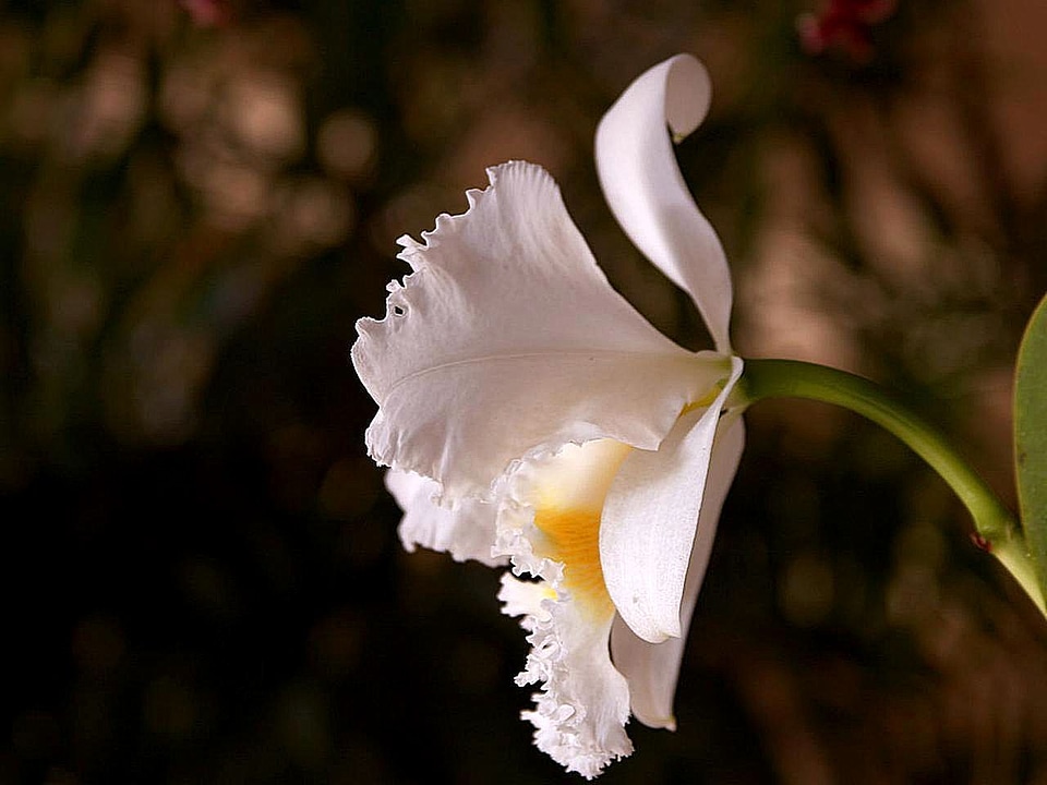 Bloom orchid petals