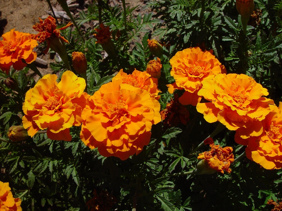 Bloom orange 