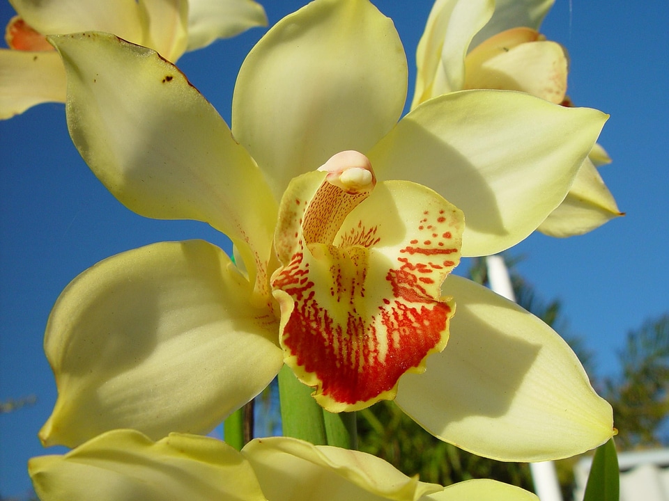 Bloom macro orchid