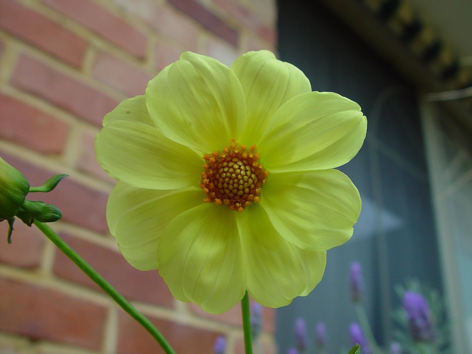 Face pale yellow yellow