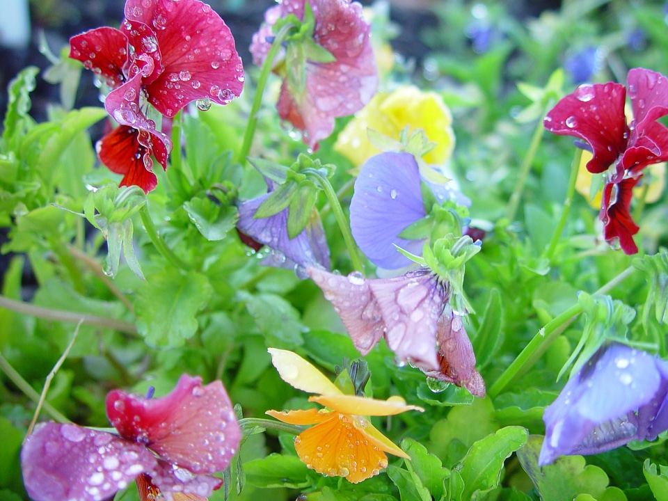 Bloom colorful colour