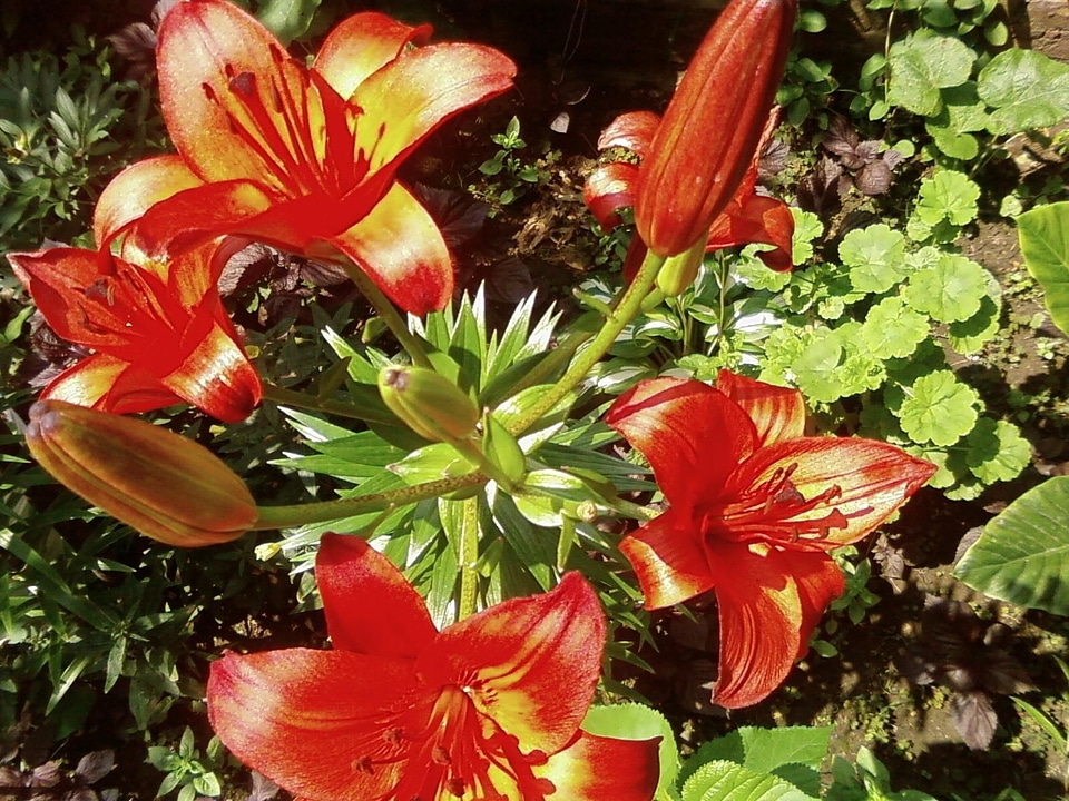 Bloom close close-up