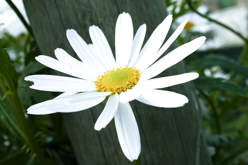 Bloom white 
