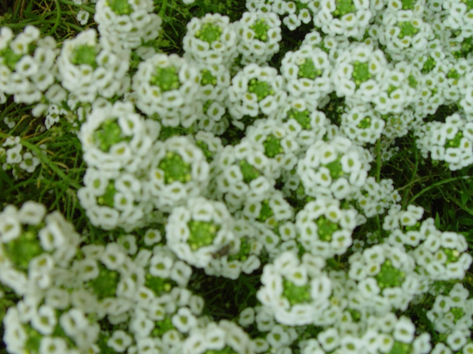 Flowers little small white