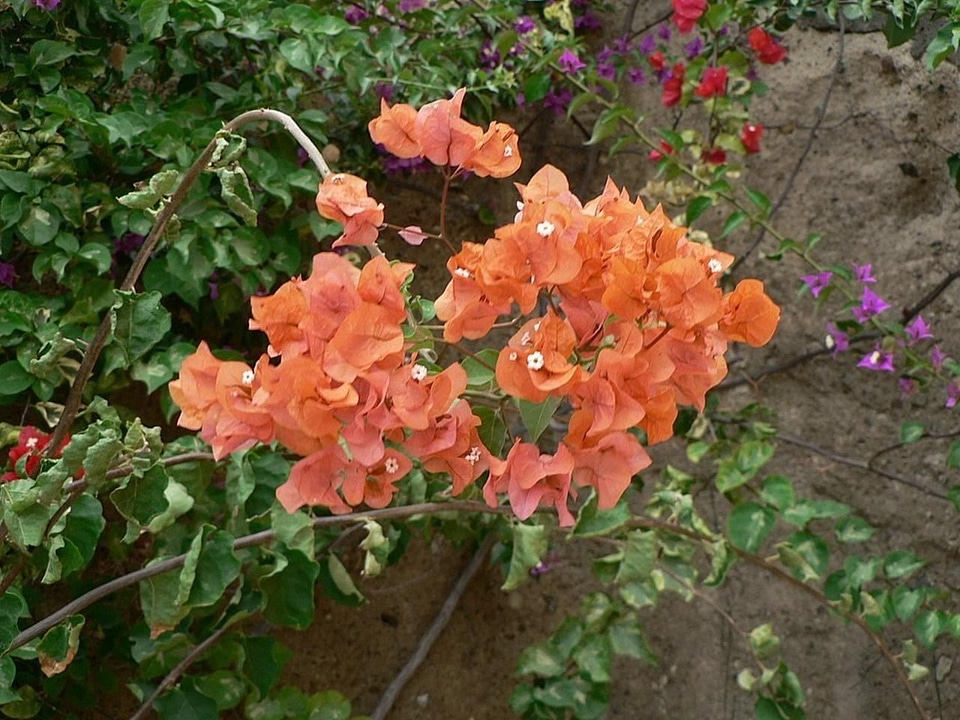 Bloom blossoming flowers
