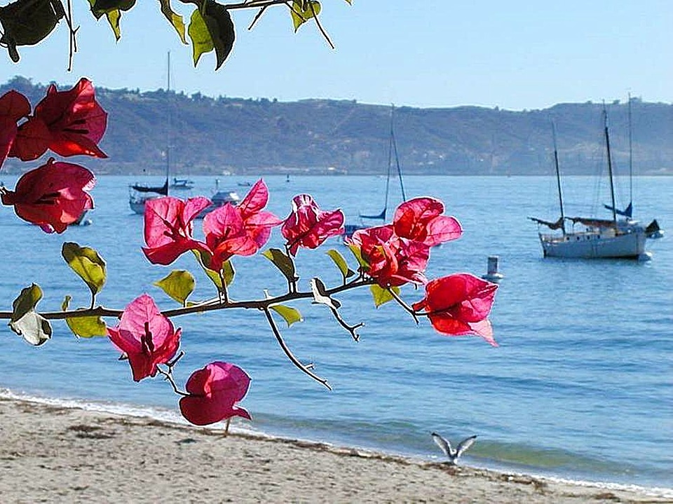 Boats flowers ocean