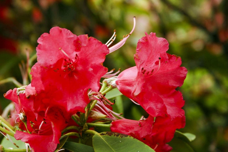 Bloom red 