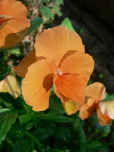 Bloom blossoming orange