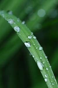 Drop of water rain nature