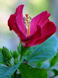 Blossoming flowers hibiscus photo