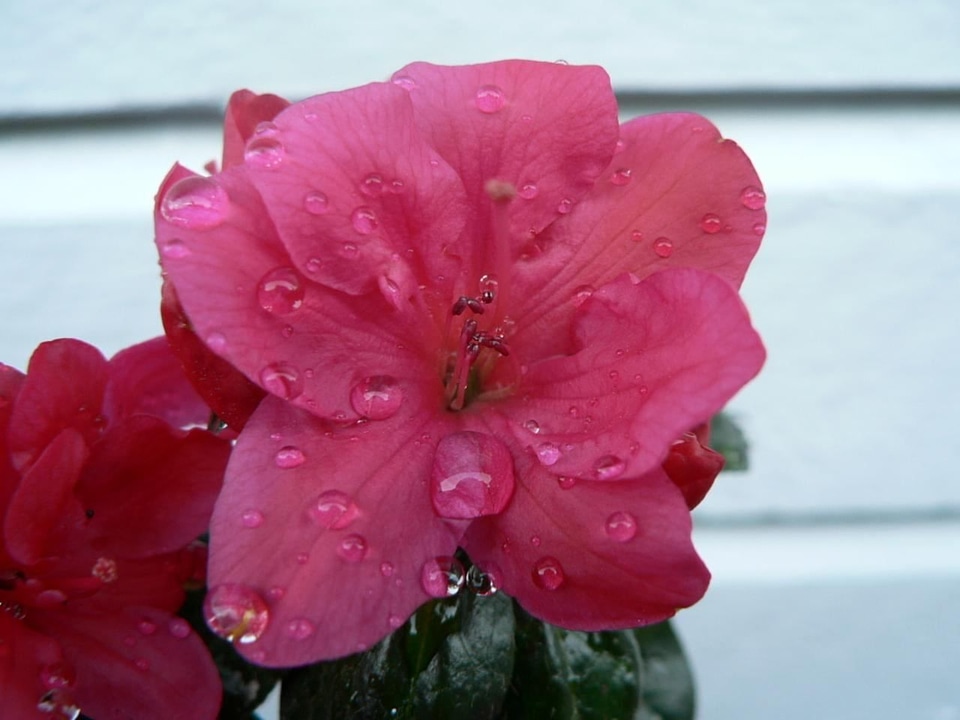 Azalea bloom japanese