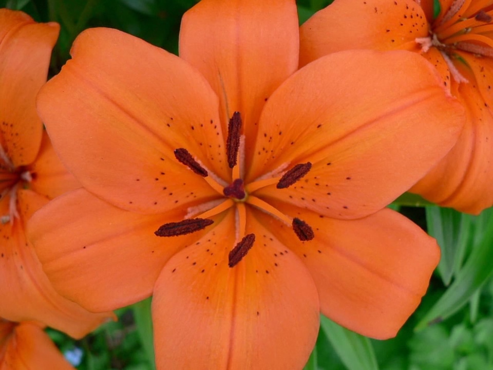 Bloom blossoming macro