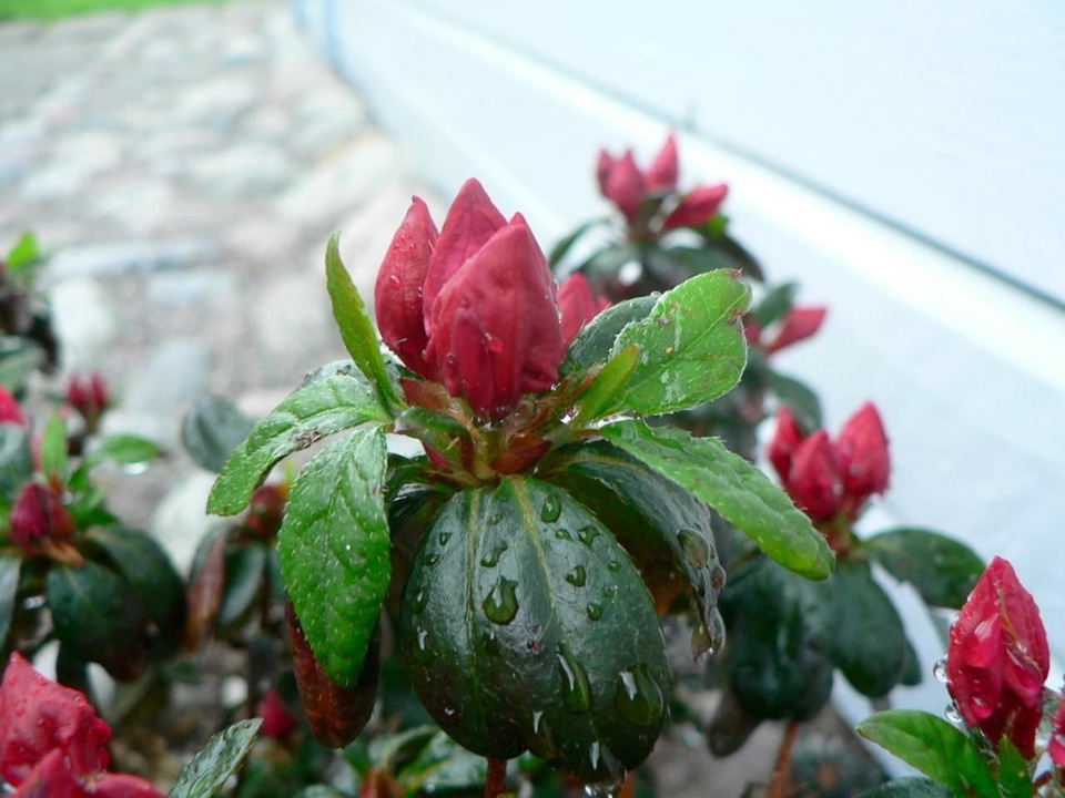 Azalea japanese 