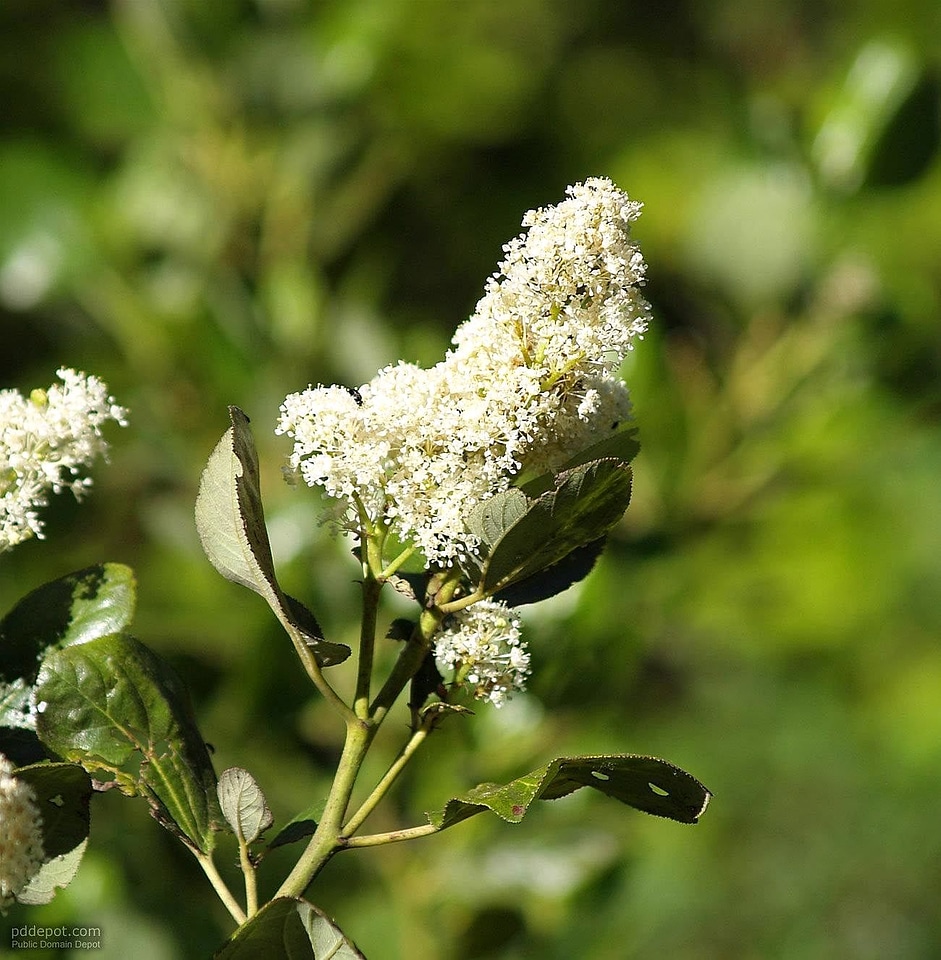 Bloom mountain white
