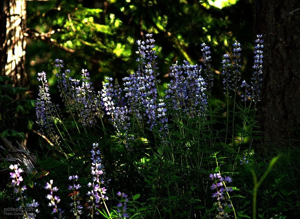 Flowers full mountain