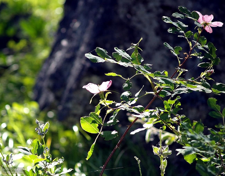 Bloom greenery mountain