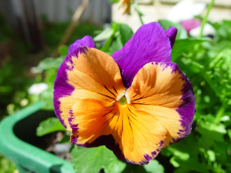 Bloom colour glory