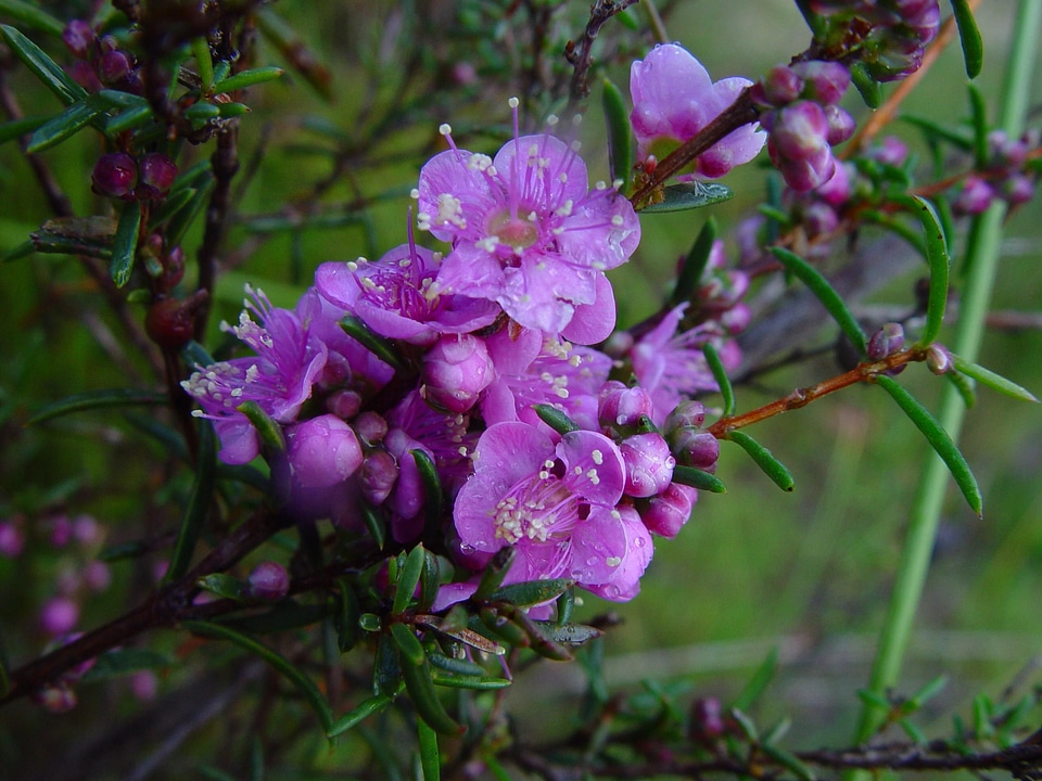 Bloom flowers native