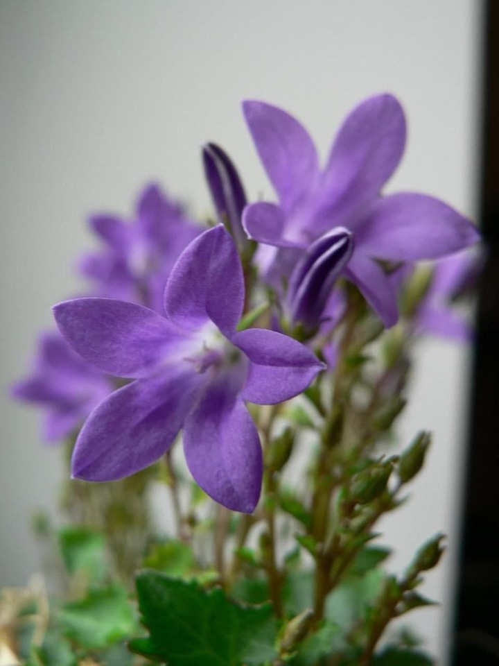 Flowers viola 