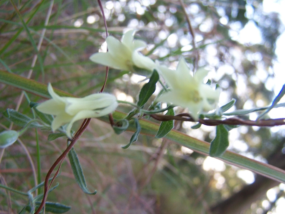 Bell flowers little
