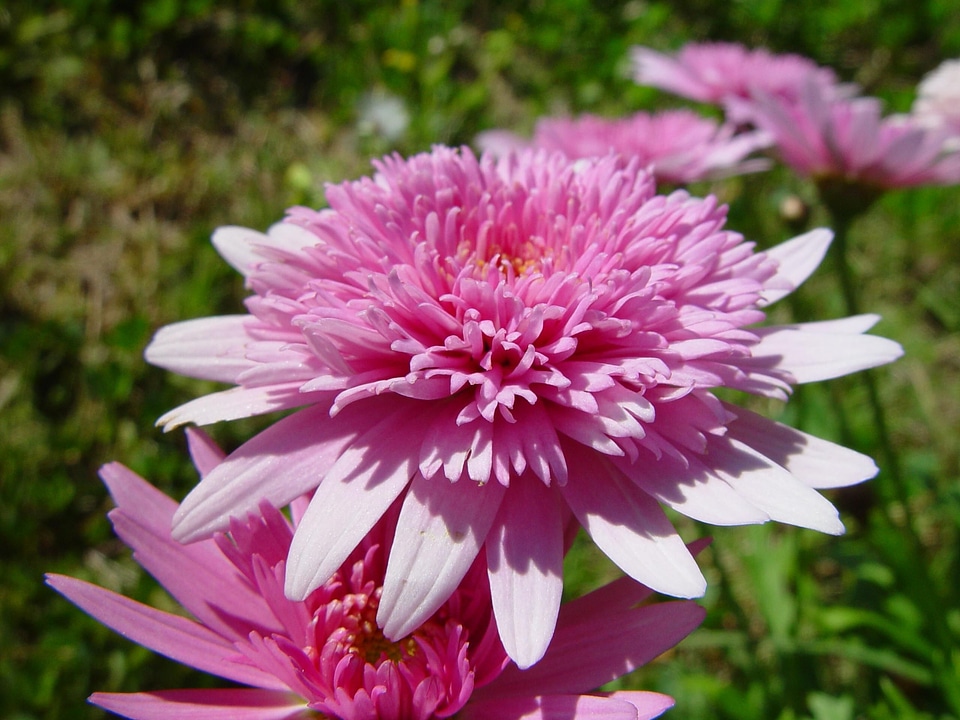Pink  