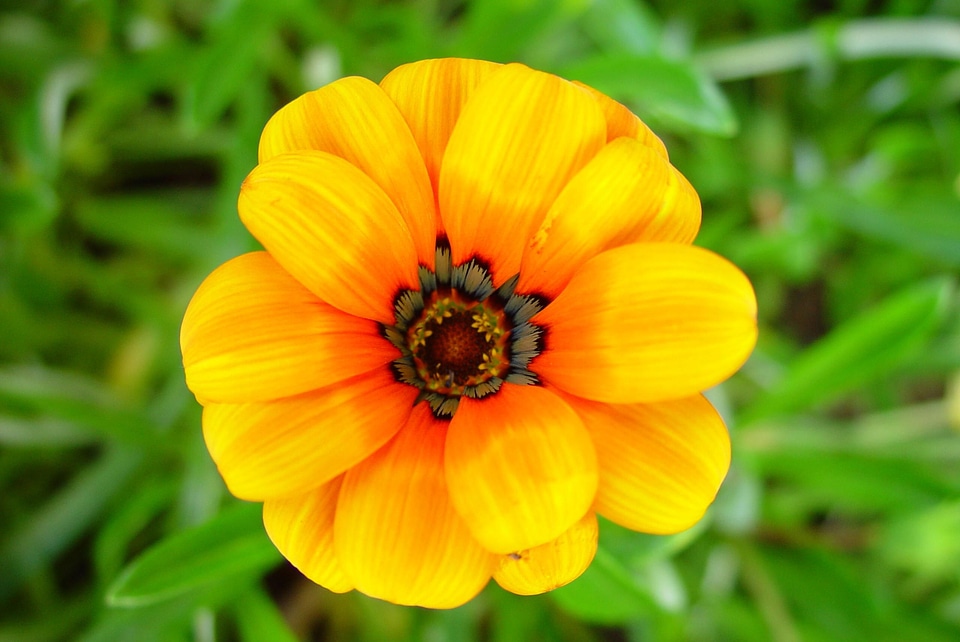 Bloom calendula plant
