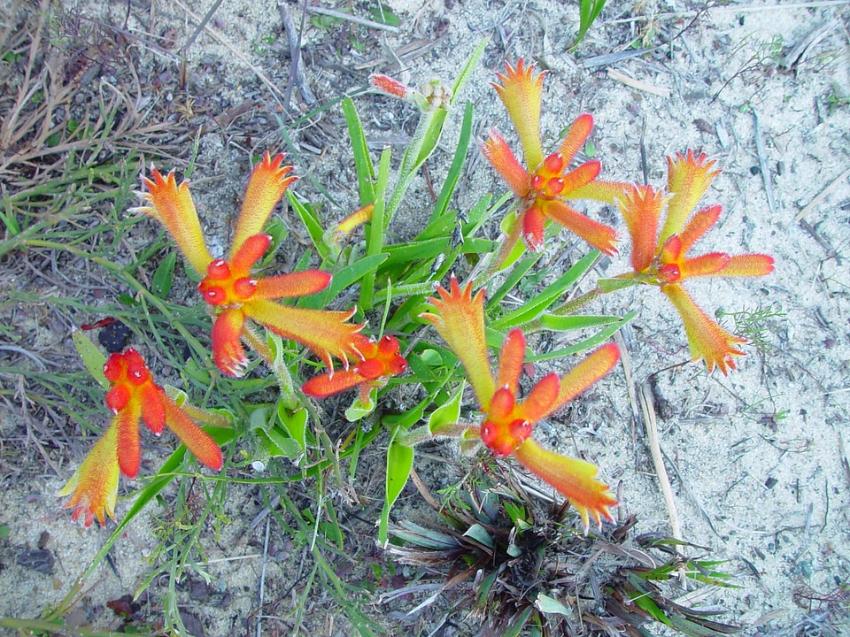 Bloom Haemodoraceae kangaroo