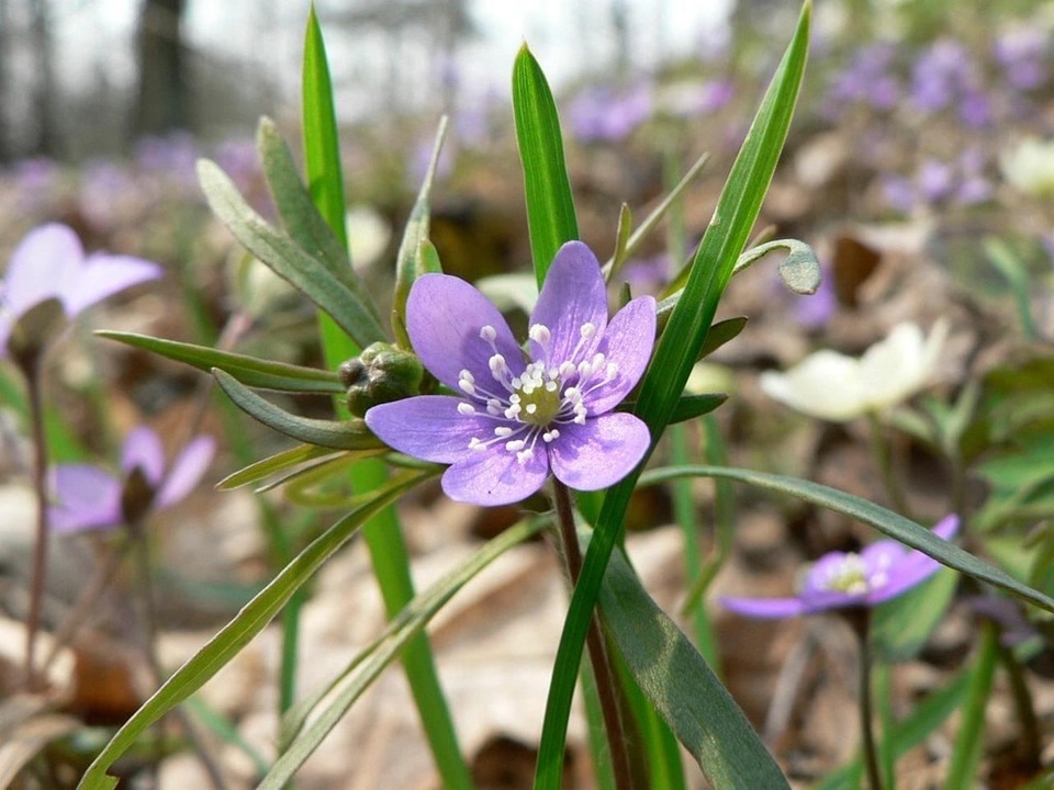 Bloom  