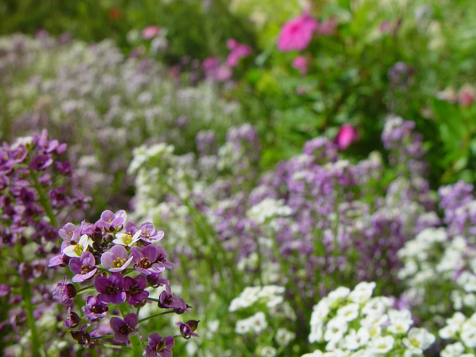 Background flowers little