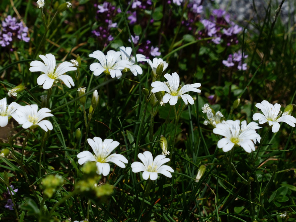 Bloom white alpine flower