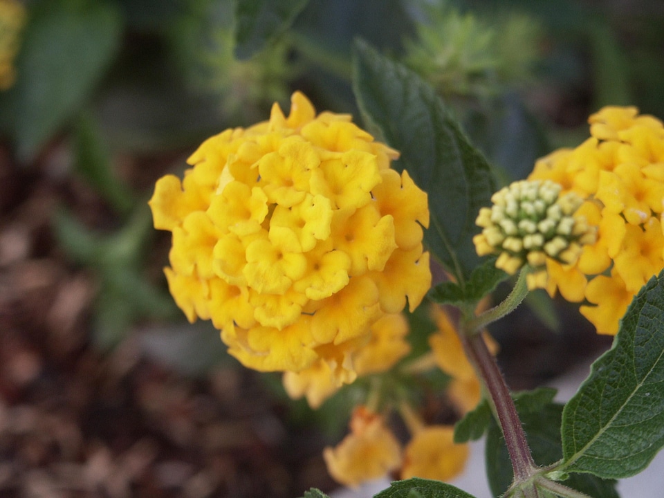 Background bloom blossoming