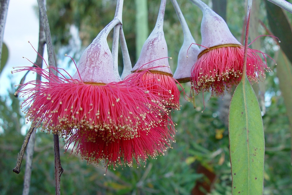 Bloom blossoming 