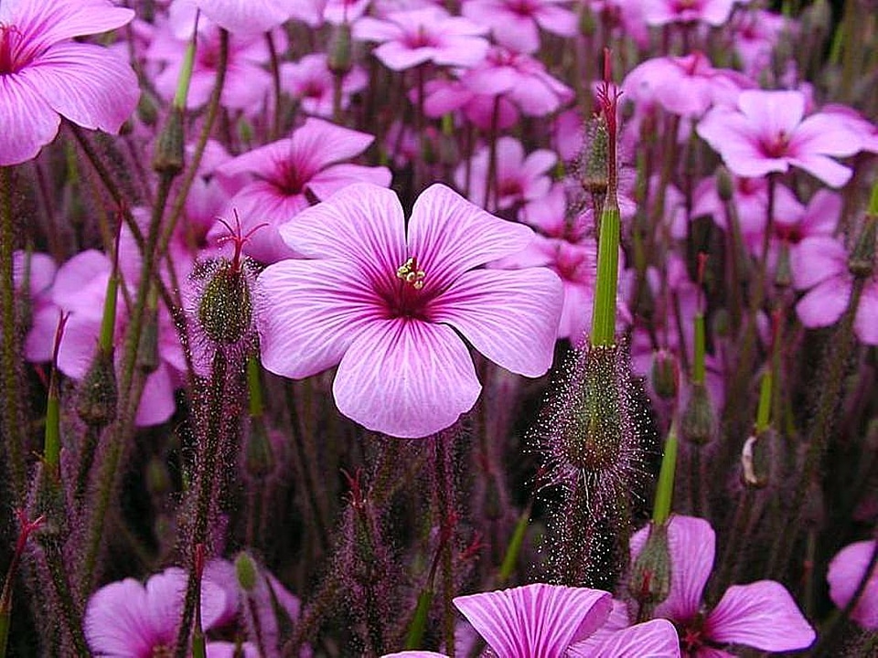 Flowers viola photo