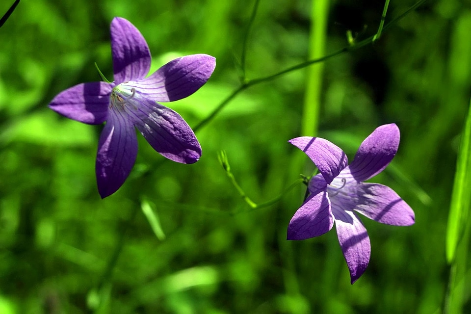 Flowers grass plants viola