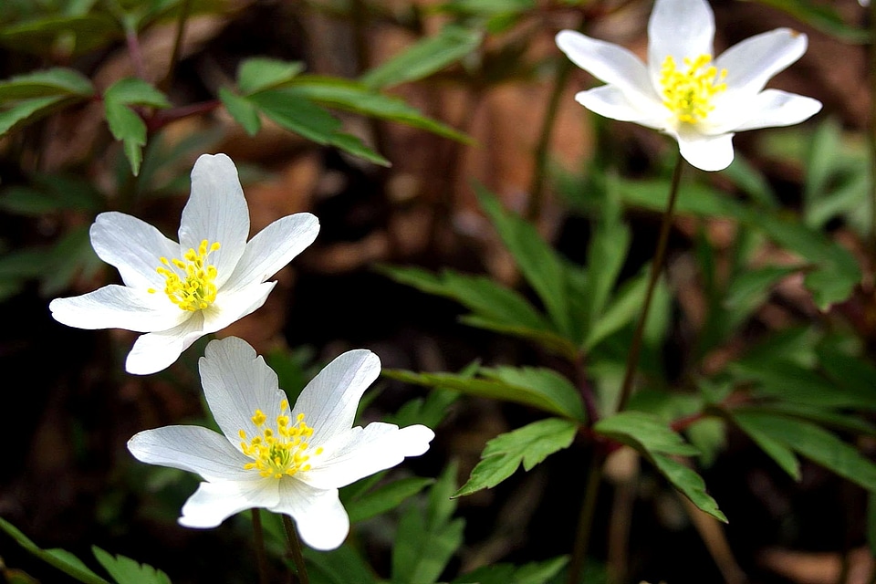Flowers grass plants white
