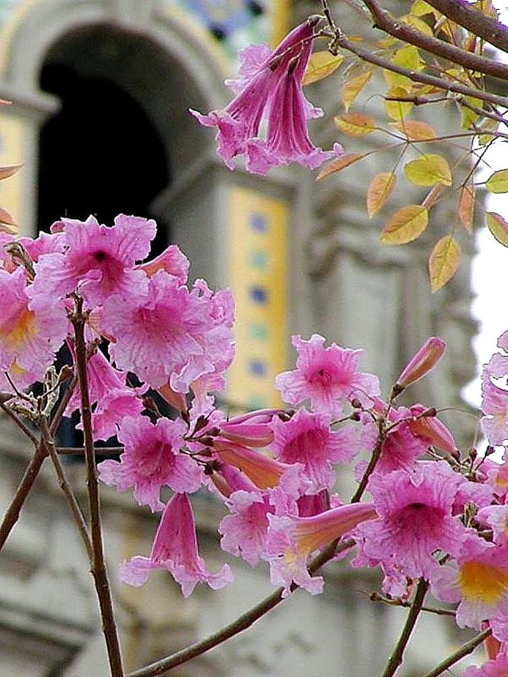 Flowers leaf leaves