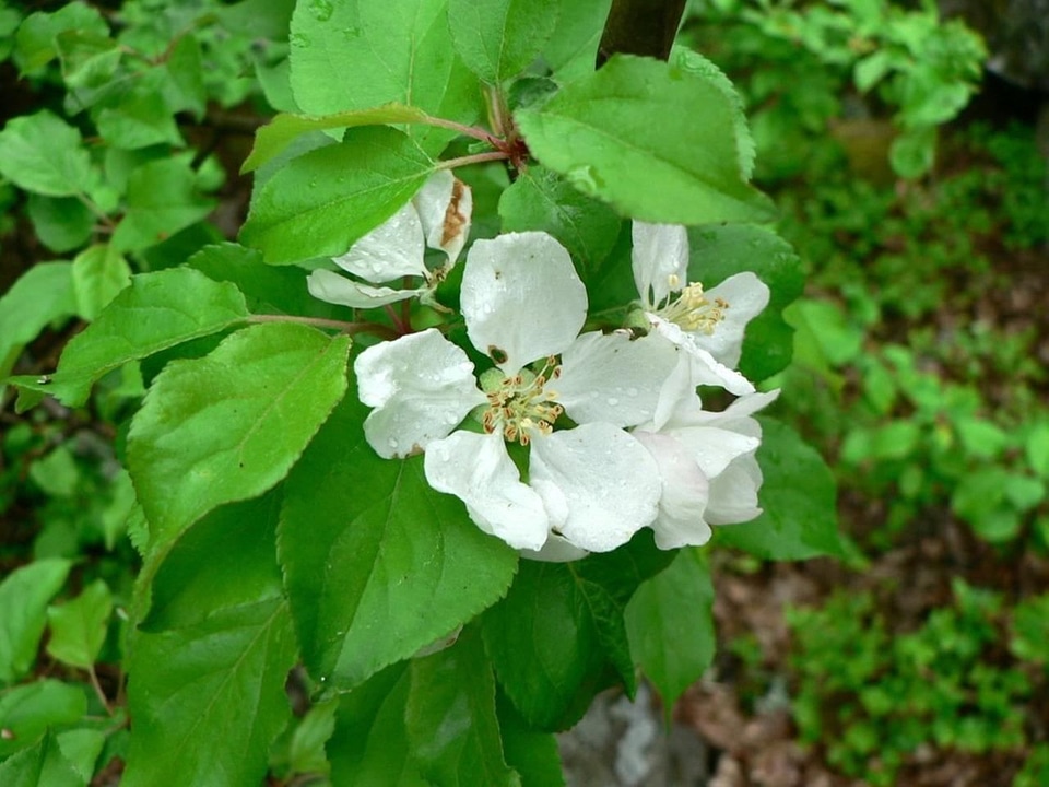 Bloom fruit fruit tree