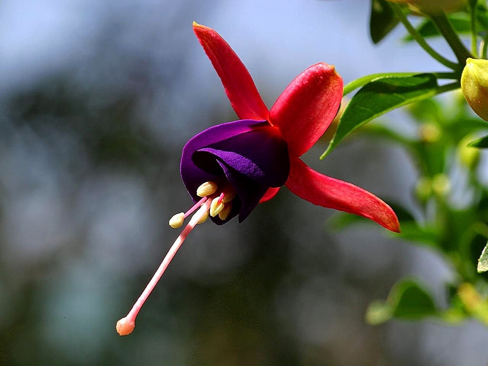 Flowers fuchsia viola