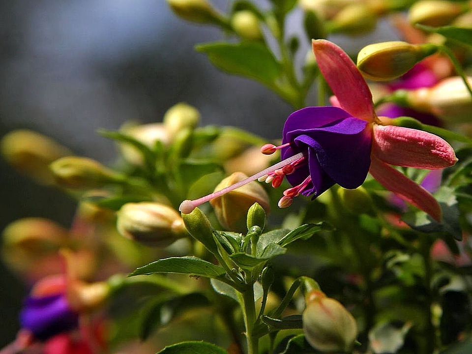 Bloom flowers 