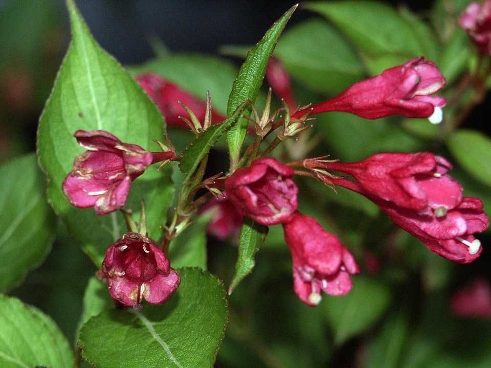 Detailed flowers 
