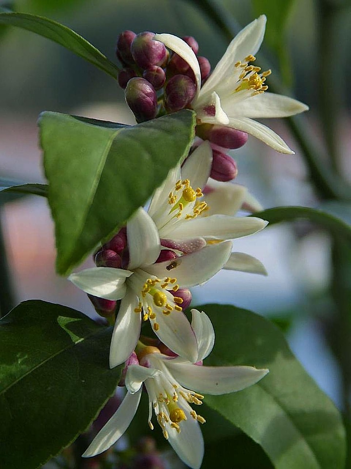 Flowers trees 