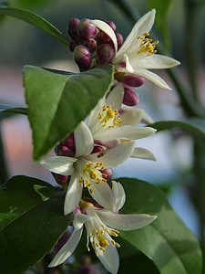 Flowers trees 