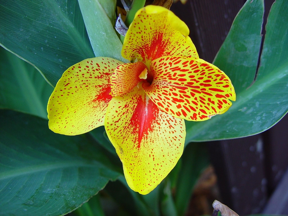 Bloom dark gold