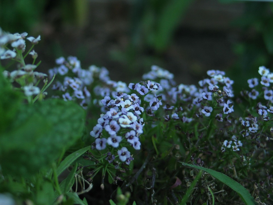 Bearing flowers grazing