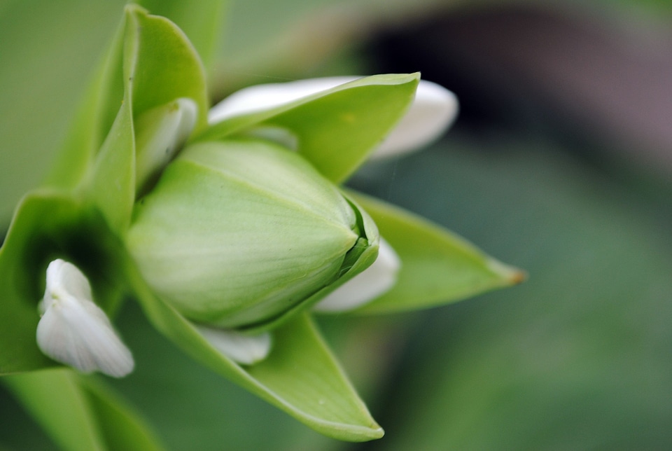 Bloom greenery shine