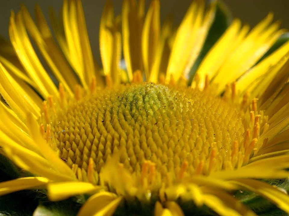 Bloom great image